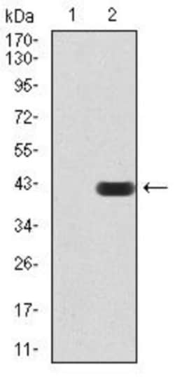 SIRT7 Antibody (1E2B2) - BSA Free, Novus Biologicals 0.1mg; Unlabeled:Antibodies,